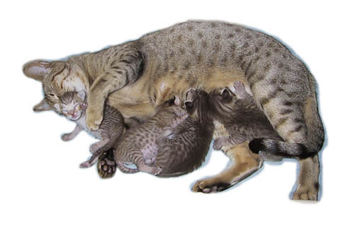 Mami and the kittens