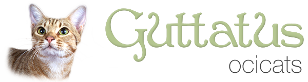 Guttatus